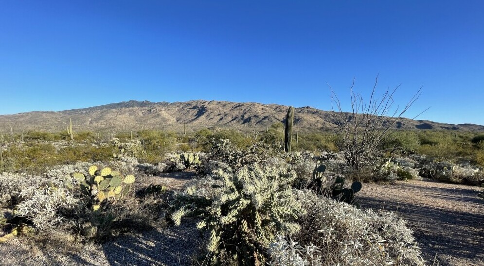 Saguaro National Park